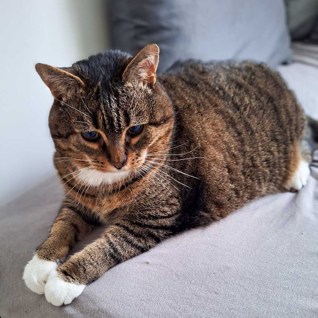 Simba