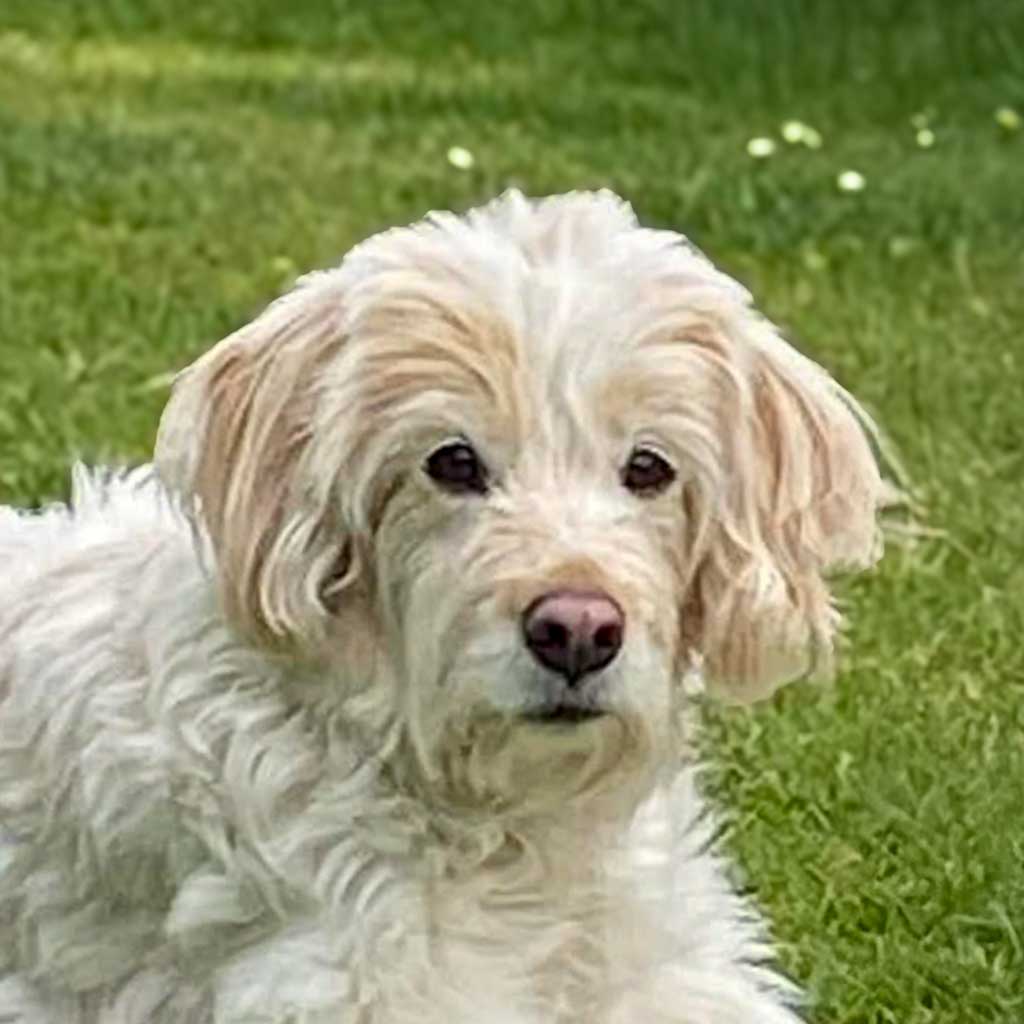 Gina