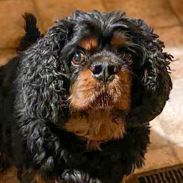 Barney