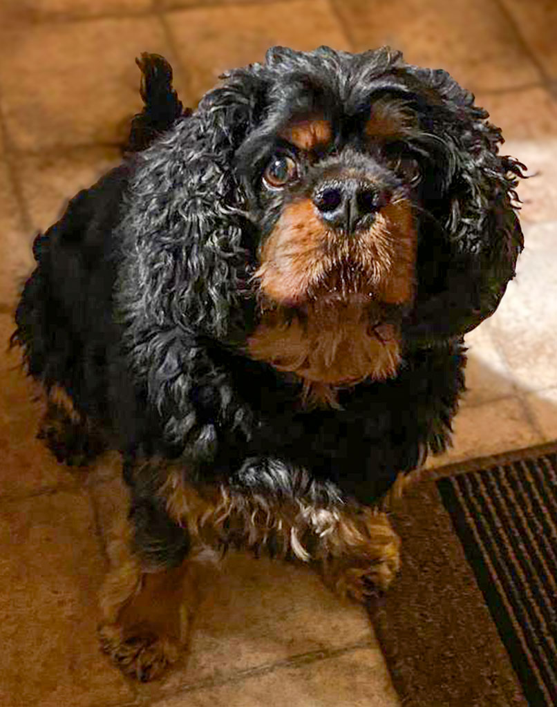 Barney