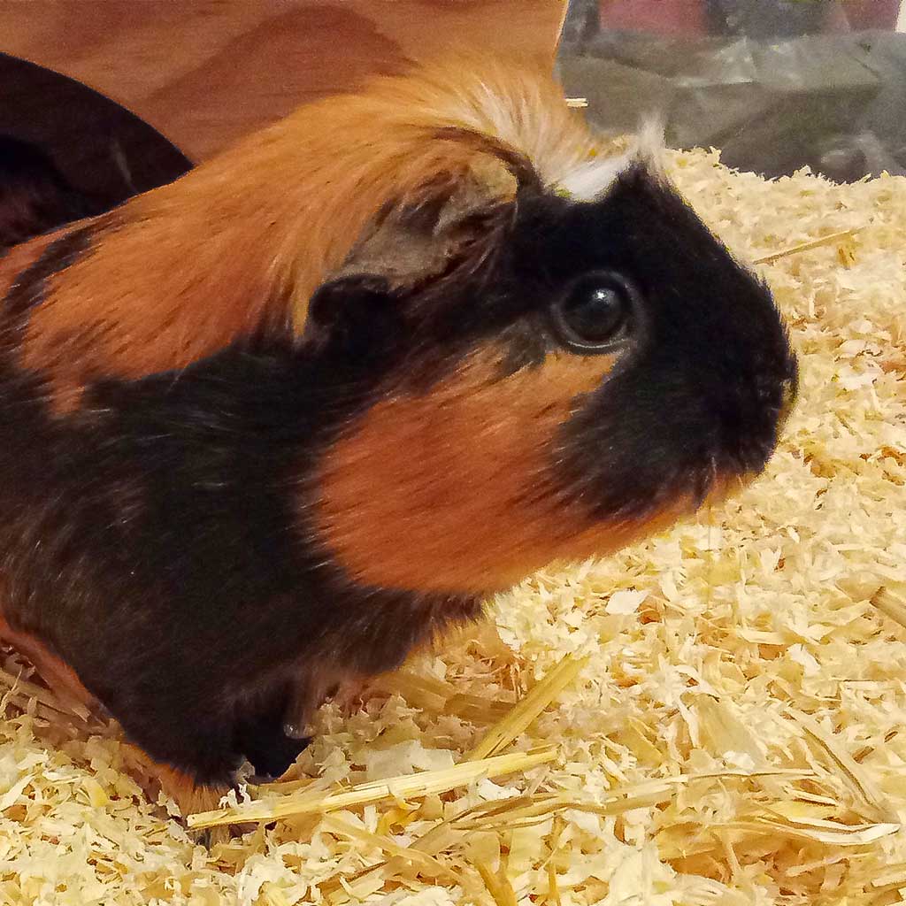 Cookie