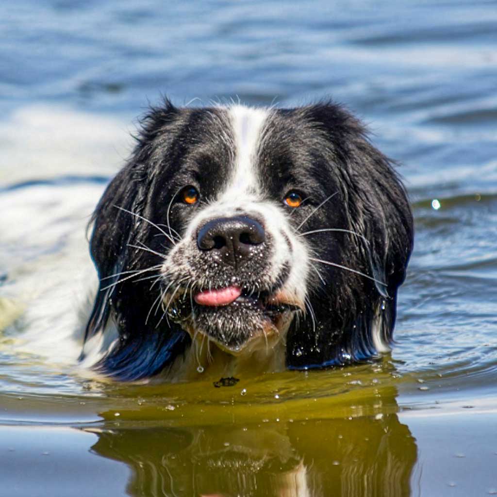 Christo Charly von Farvel