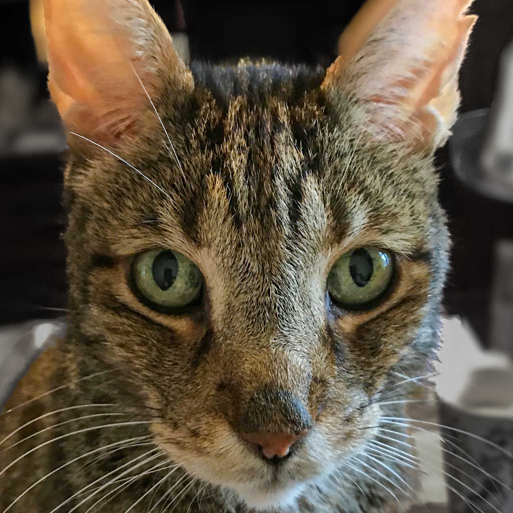 Merlin