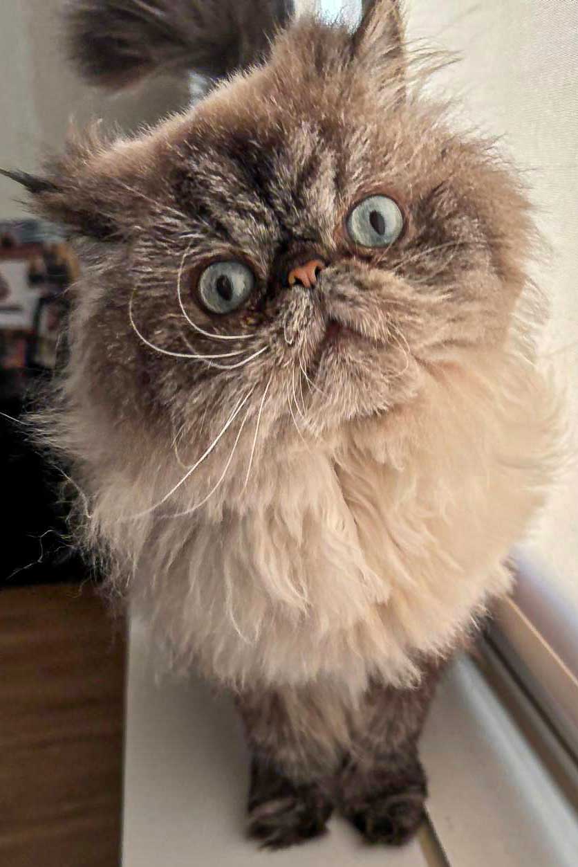 Floki