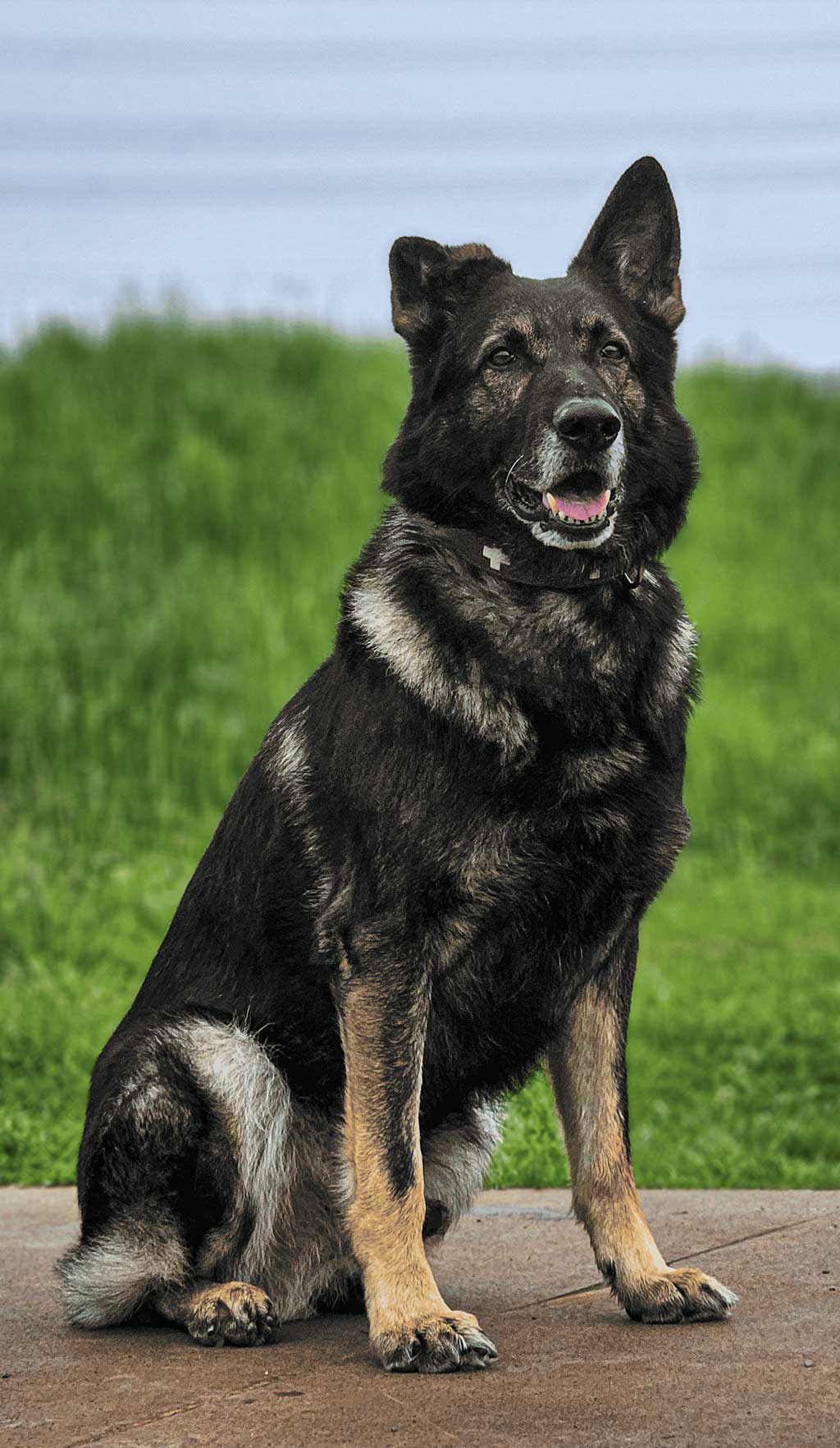 Argos