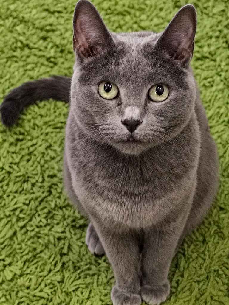 Idun